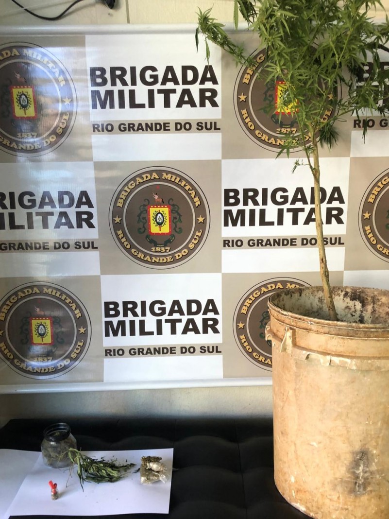 P&eacute; de maconha cultivado em resid&ecirc;ncia