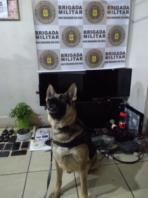 Cão de faro do 8º BPM auxiliou na ação policial