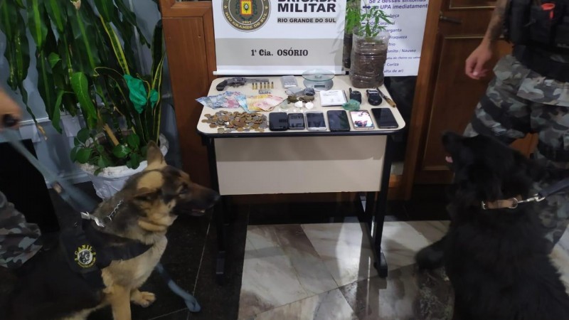 Pé de maconha e materiais apreendidos