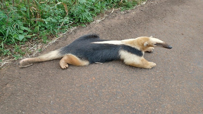 Tamanduá Mirim resgatado