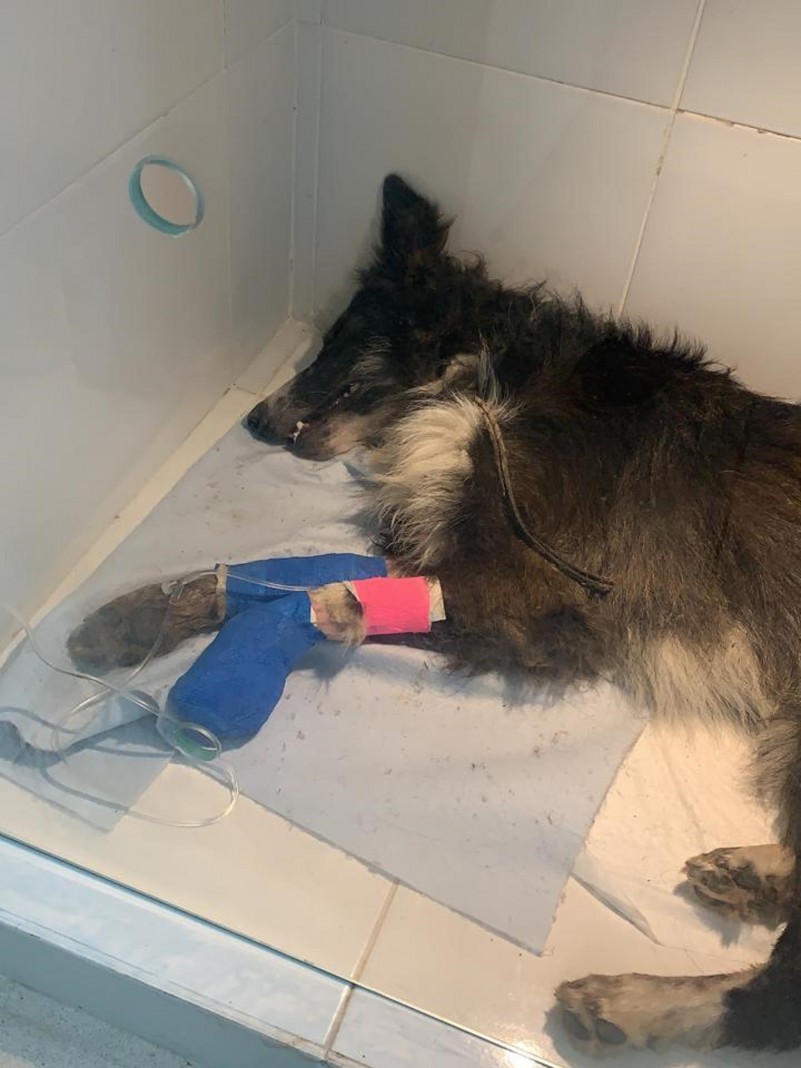 C&atilde;o auxiliado pelos Policiais Militares