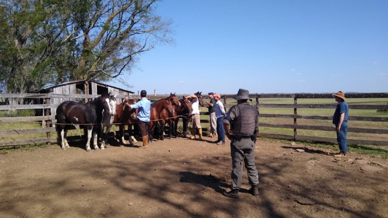 cavalos sendo conferidos