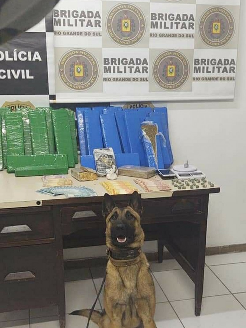 cão com a droga encontrada