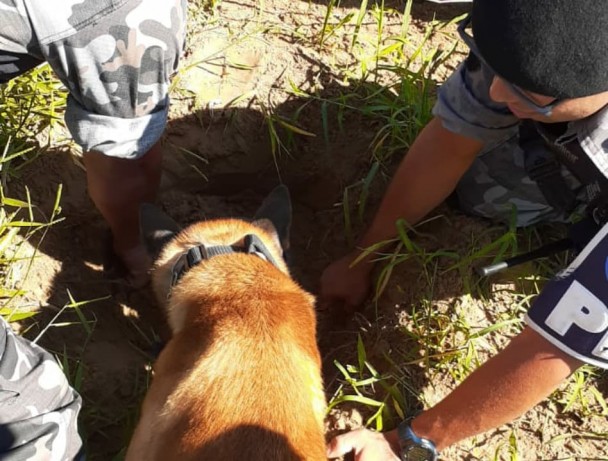 Cão de faro realizando as buscas