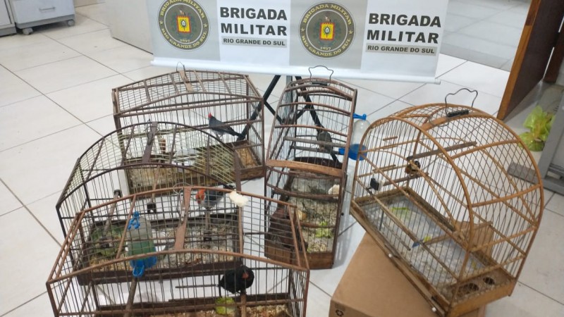 apreensão de pássaros