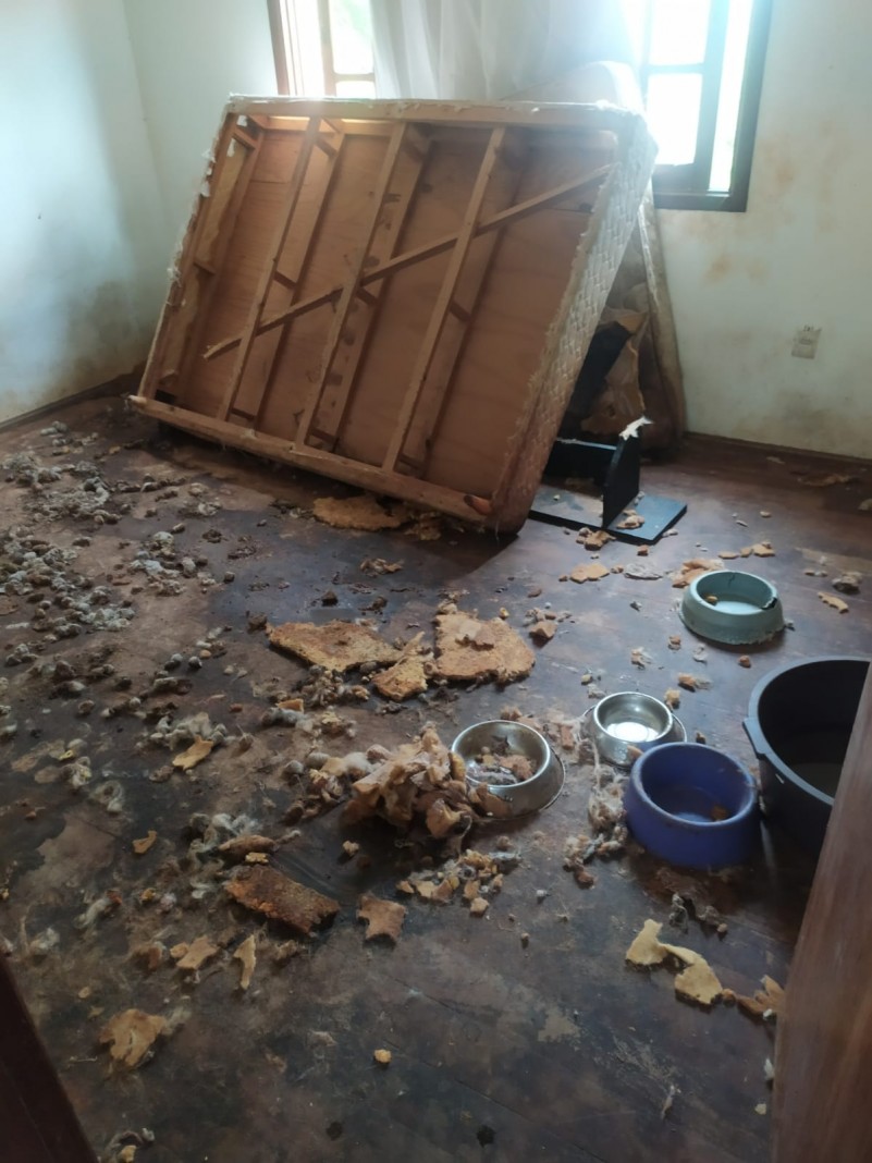 Local abrigava 20 c&atilde;es em situa&ccedil;&atilde;o de maus-tratos
