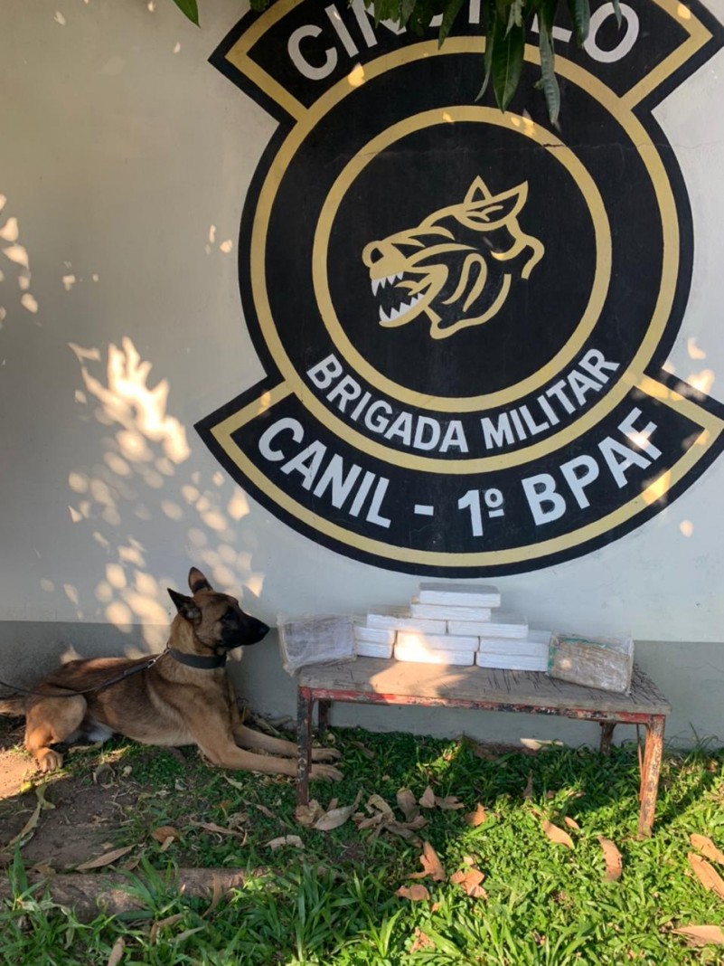 C&atilde;o com a droga
