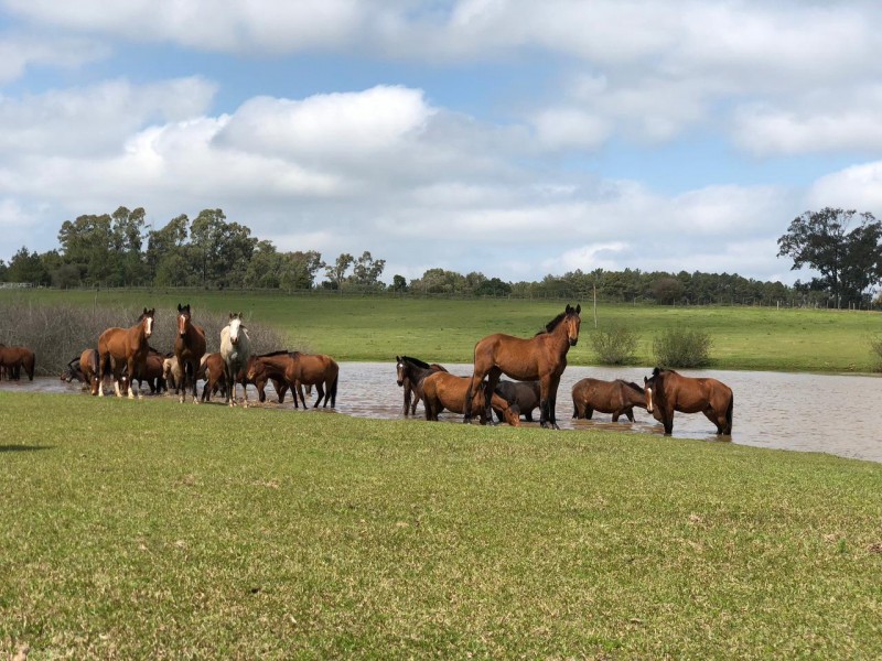 Saiba o que é necessário para ter um cavalo como animal de