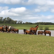 Cavalos soltos no campo e banhando-se em uma lagoa