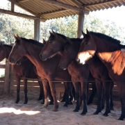 Cavalos na baia