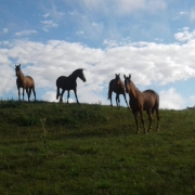 Cavalos soltos no campo