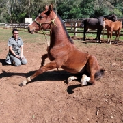 Cavalo sentado no chão ao lado de uma mulher