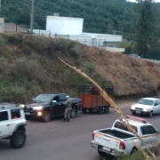pms fiscalizando transporte de animais