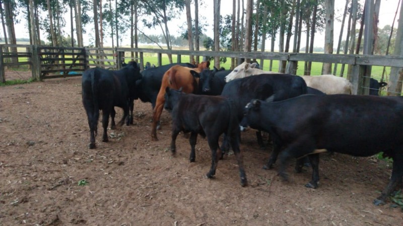 bovinos