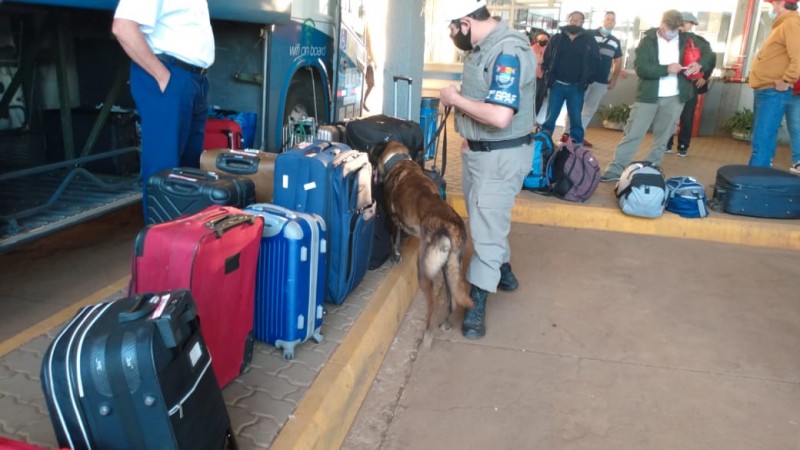 C&atilde;es trabalhando