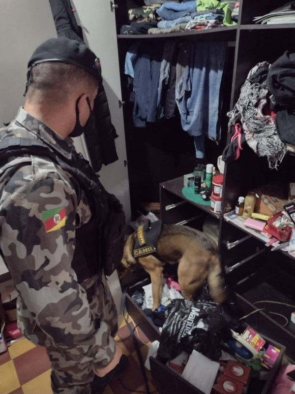 Cão efetuando buscas