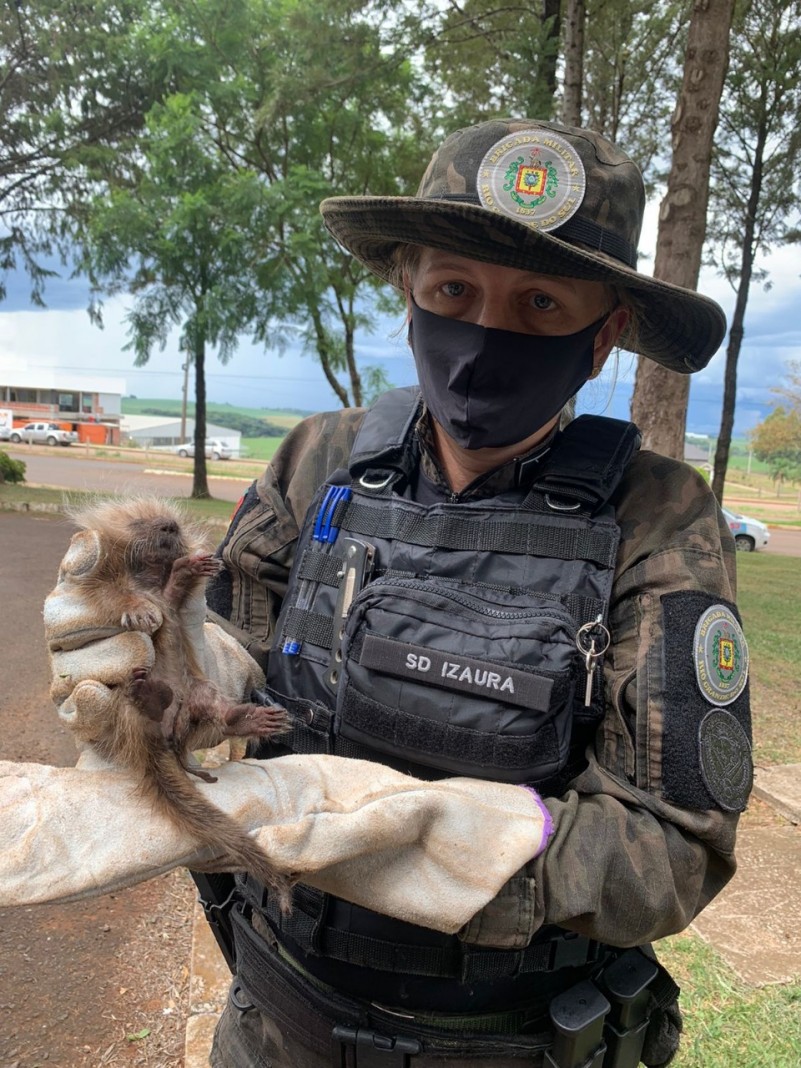 A Policial Militar segura na m&atilde;o direita um filhote de ouri&ccedil;o rec&eacute;m nascido.