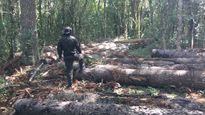 Apreens&atilde;o de Toras de Pinheiro   Arauc&aacute;ria