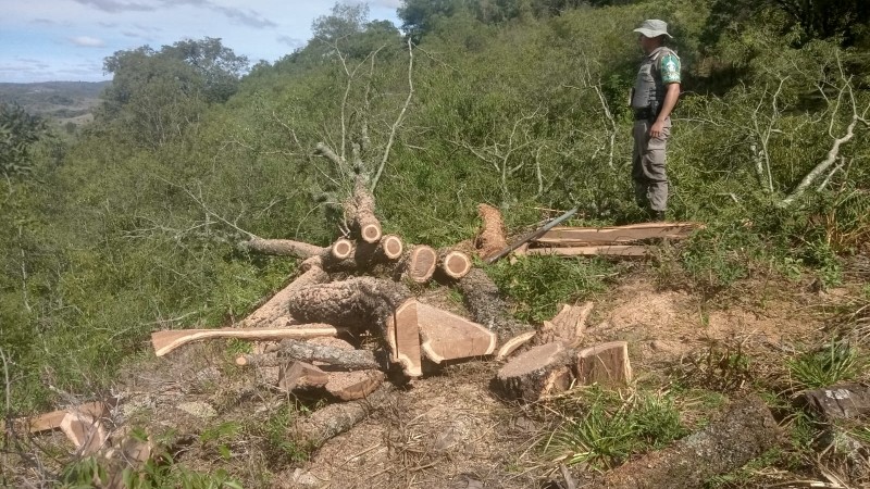 corte de especie pau ferro ameacada de extincao em Santiago