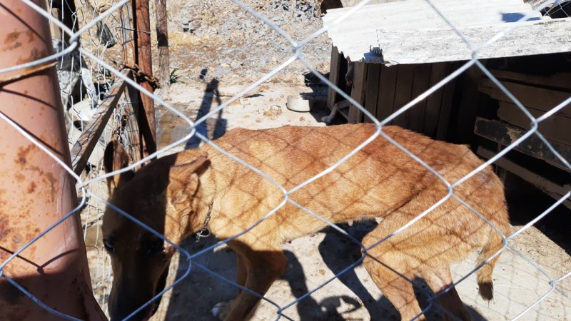 Cão de cor caramelo, da raça Veadeiro-Pampeano, atrás de um cercado, sob o sol forte, debilitado, com pouca comida e com visíveis sinais de maus tratos