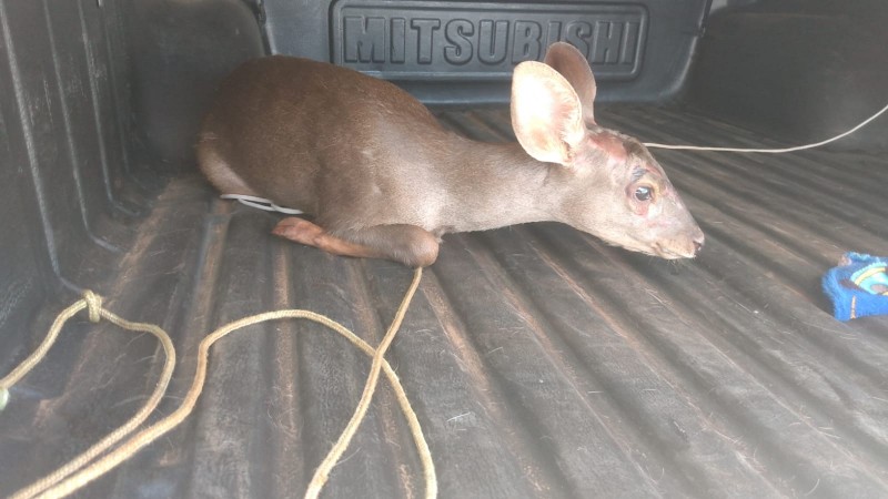 Na imagem , um veado-campeiro, de pelagem  marrom-claro, aparece deitado, na capota de uma viatura policial. 