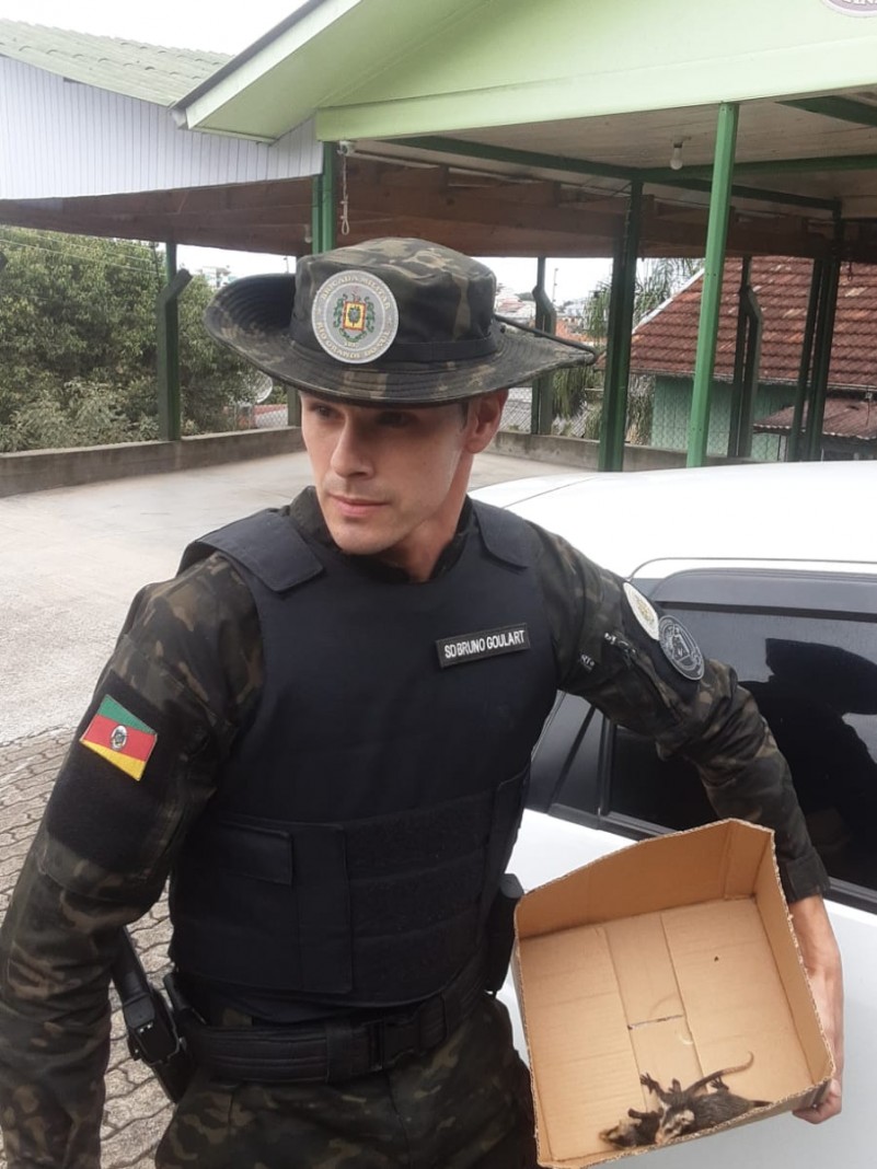 Foto colorida. Um Policial Militar Ambiental, vestindo farda camuflada com chapéu e um colete preto à prova de balas, segura uma caixinha de papelão, contendo dois filhotes de Gambá, com pelagem cinza escuro e orelhas, cara e patas em tom rosado. Ao lado um veículo de cor branca e ao fundo uma garagem aberta com pilares em verde.