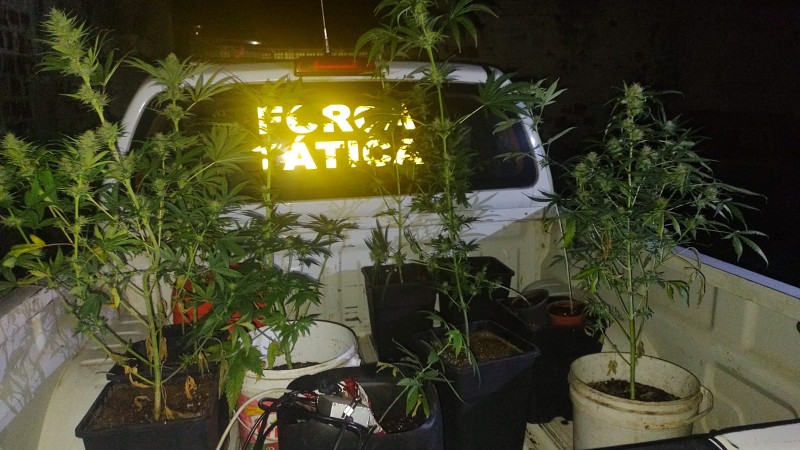 plantas de maconha