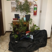estufa, pes de maconha