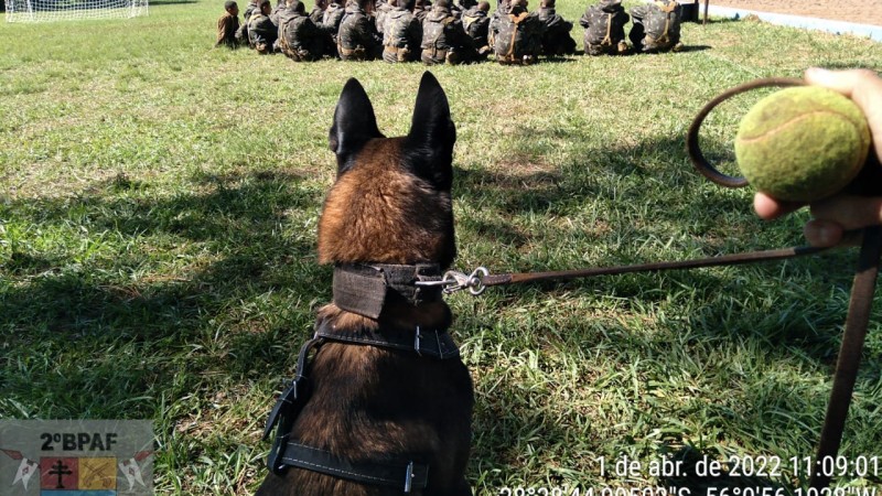 Cão sentado próx aos militares
