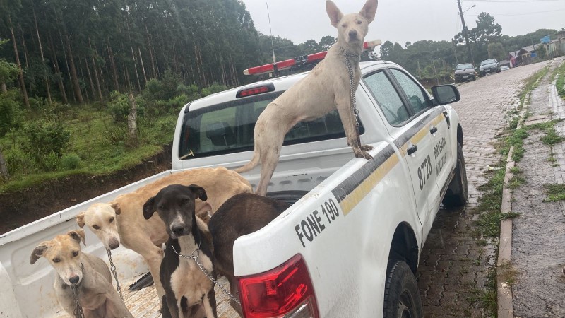 Os cachorros foram conduzidos para lares temporários