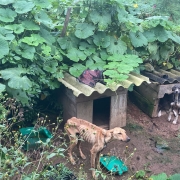 Alguns animais precisaram de tratamento veterinário de urgência devido as condições de saúde.