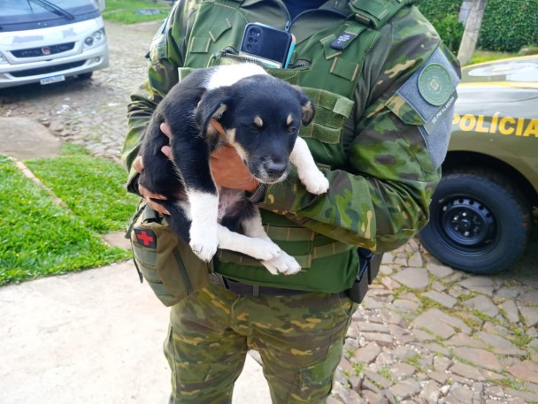 Filhote de cachorro resgatado na operação convergência 