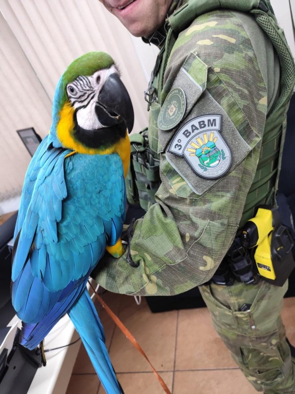 Arara-canind&eacute; resgata na opera&ccedil;&atilde;o